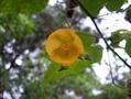 Abutilon Megopotamicum